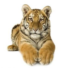 如何根据属相找到你的桃花位 揭秘婚姻生活生肖相配宜忌